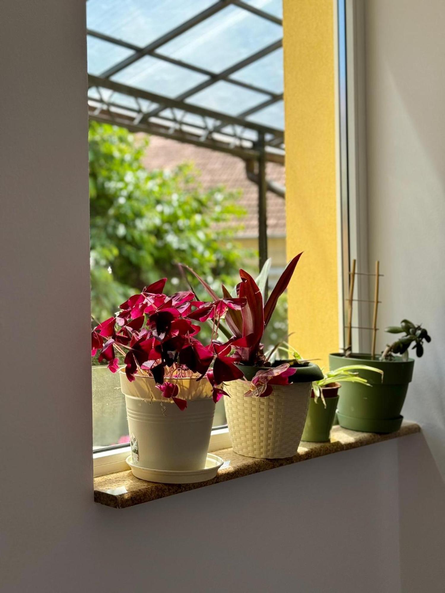 Apartament Victoria Тимишоара Екстериор снимка